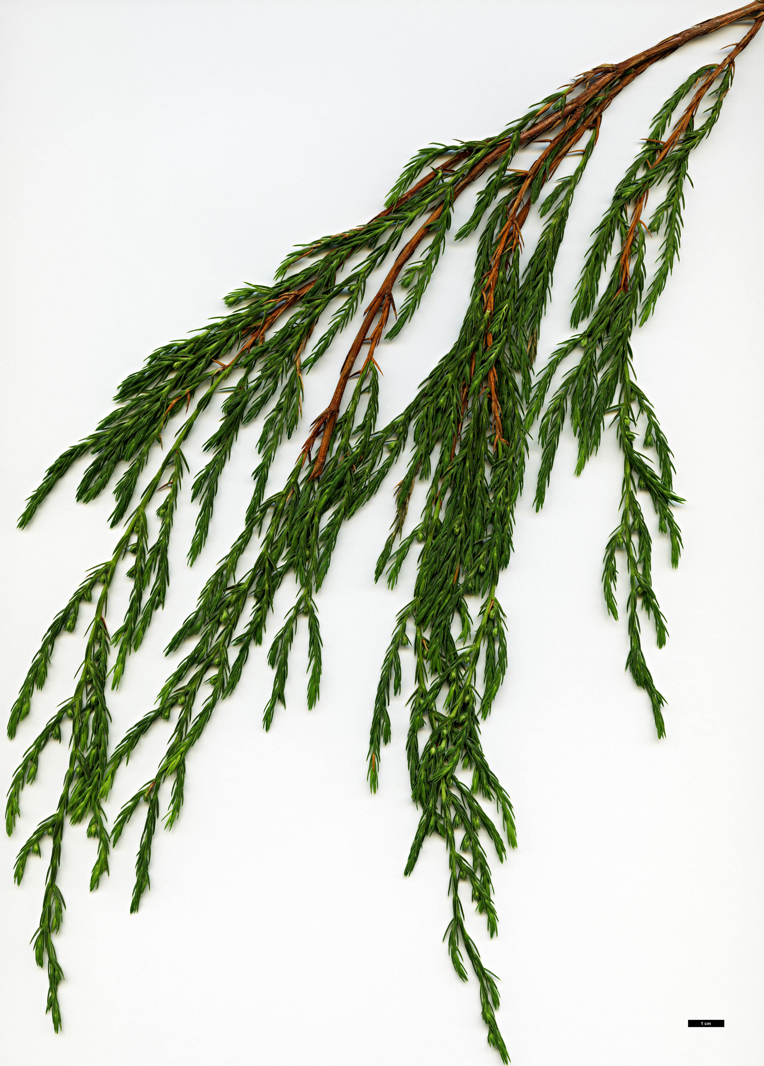 High resolution image: Family: Cupressaceae - Genus: Juniperus - Taxon: recurva - SpeciesSub: var. coxii